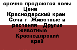 срочно продаются козы  › Цена ­ 4 000 - Краснодарский край, Сочи г. Животные и растения » Другие животные   . Краснодарский край